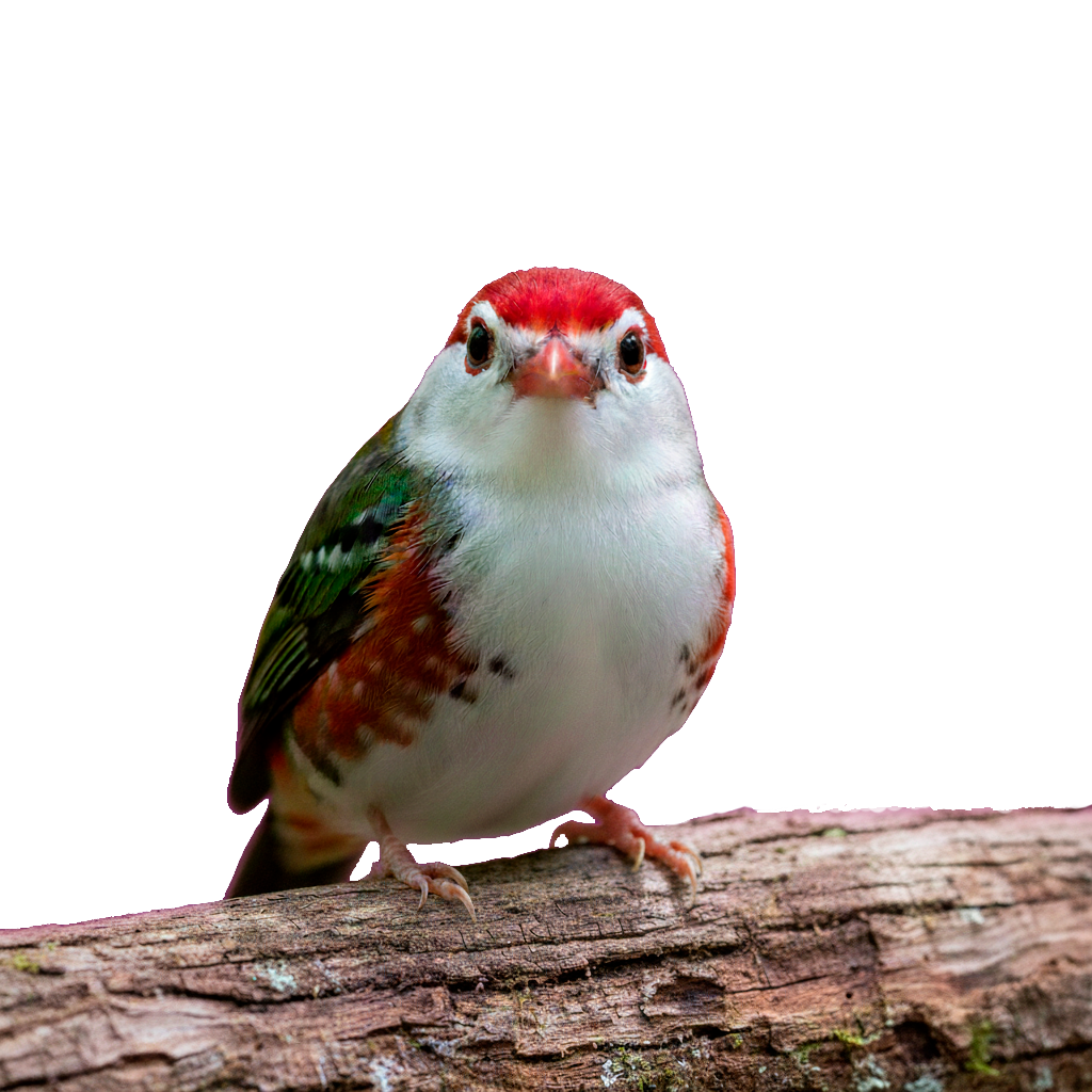 Pajaro Macua (Ritual)